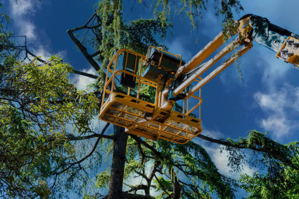 Best Commercial Tree Services  in Mechanicsburg, OH